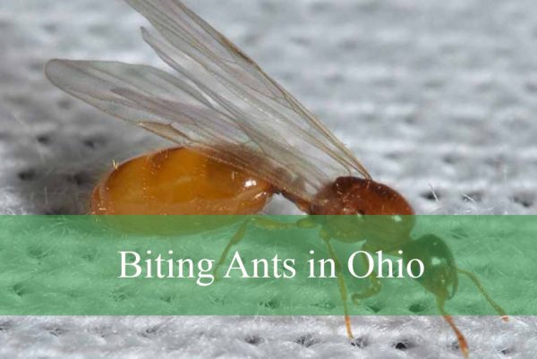 Biting Ants Found in Ohio