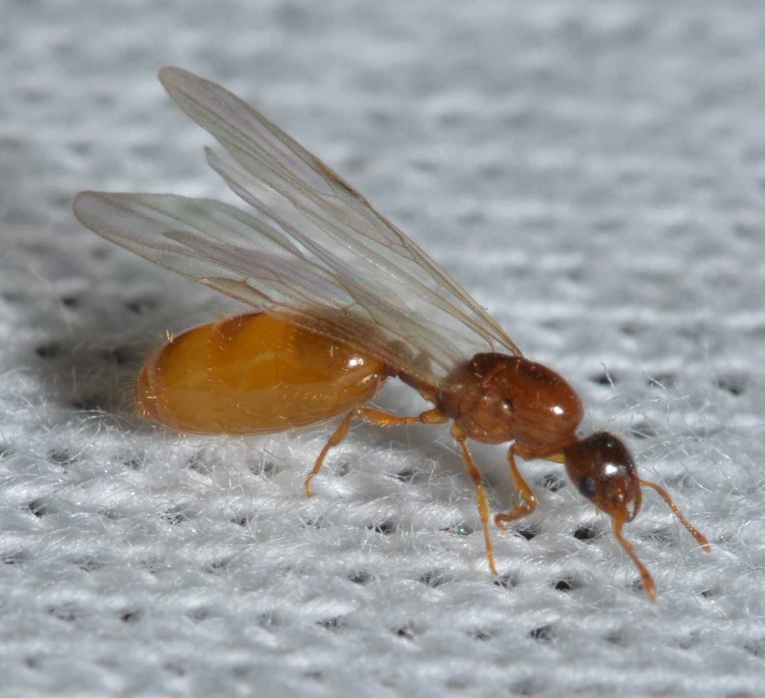 Biting Ants in North Carolina