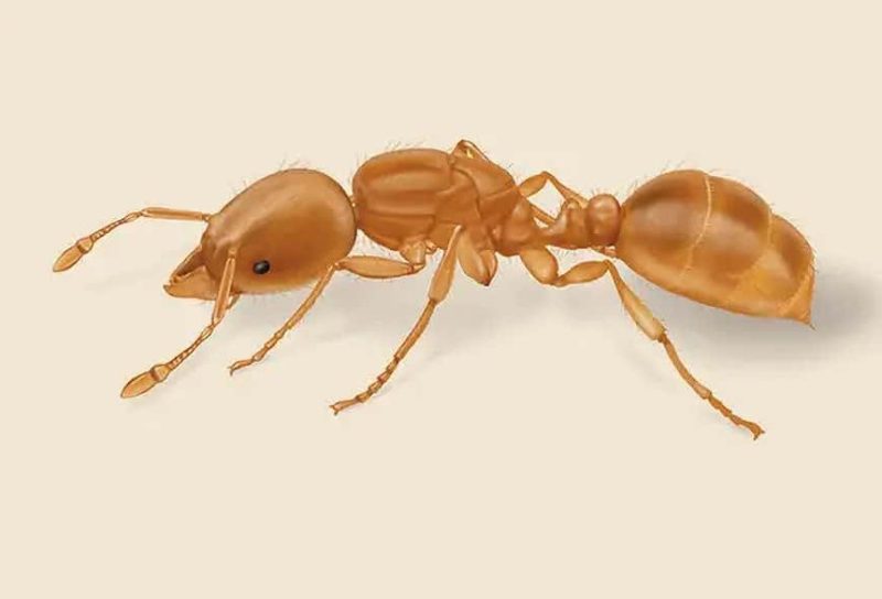 Ants in Massachusetts