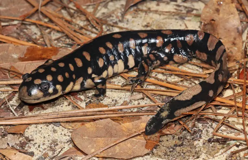 Salamanders in Colorado