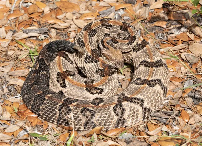 Rattlesnakes in Florida