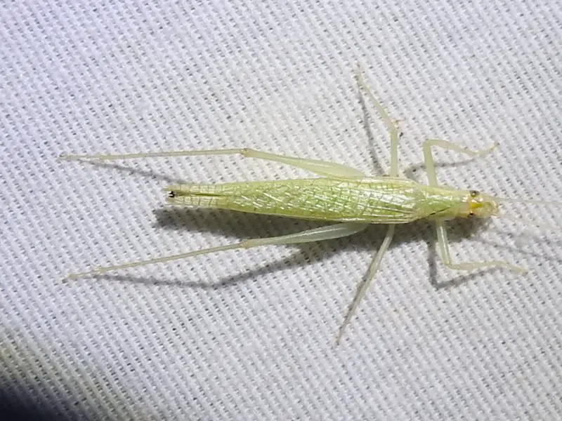 Crickets in Maryland