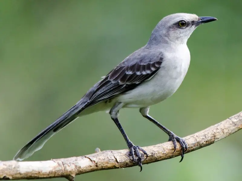 Mockingbirds in Florida