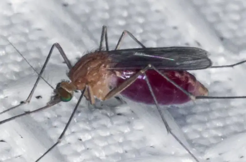 Mosquitoes in Arizona