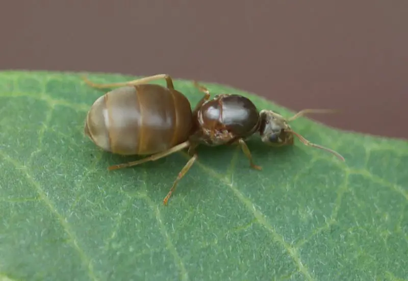Biting Ants in Minnesota