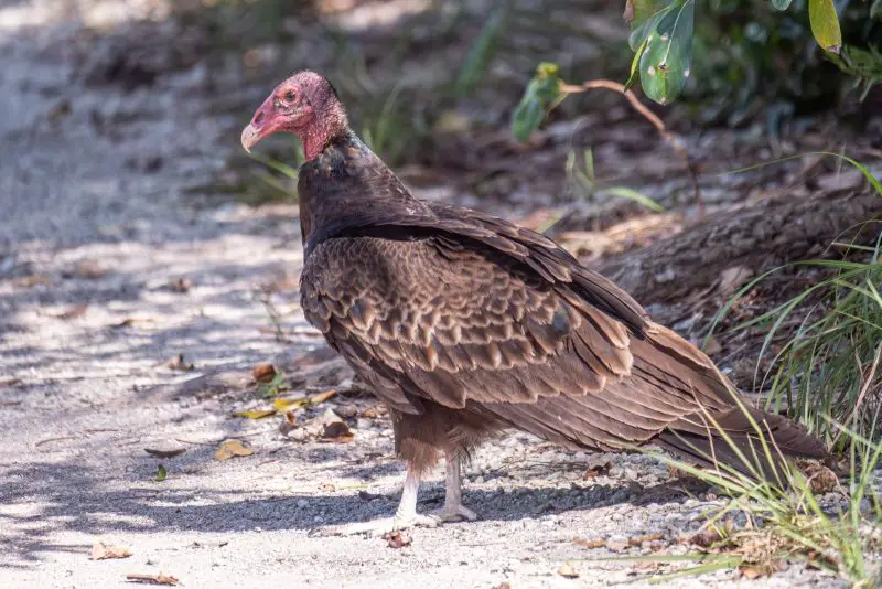 Vultures in Virginia