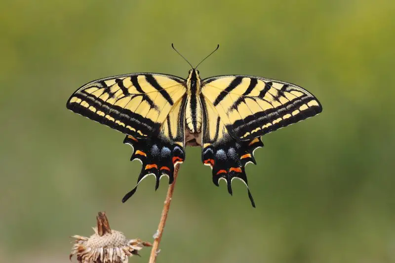Butterflies in Kansas
