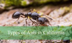 19 Types of Ants in California (With Pictures and Identification)