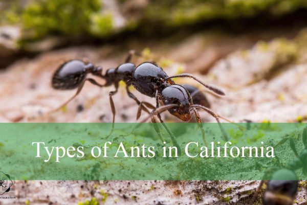 Types of Ants in California