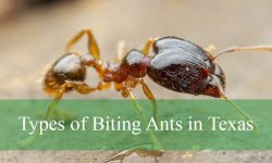 9 Types of Biting Ants in Texas (With Pictures and Identification)