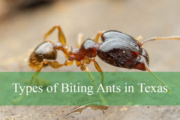 Types of Biting Ants in Texas