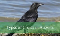 3 Types of Crows in Arizona (With Pictures and Identification)
