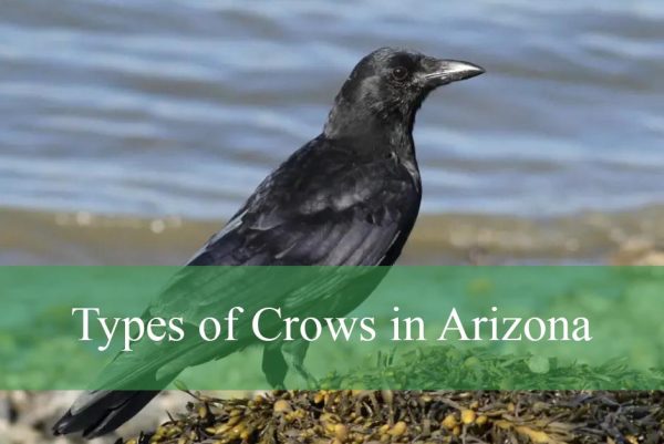 Types of Crows in Arizona