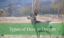 3 Types of Deer in Oregon (With Pictures and Identification)