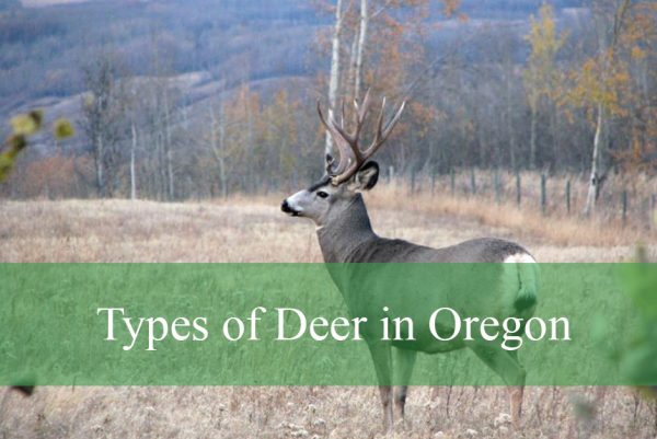 Types of Deer in Oregon