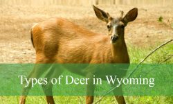 2 Types of Deer in Wyoming (With Pictures and Identification)