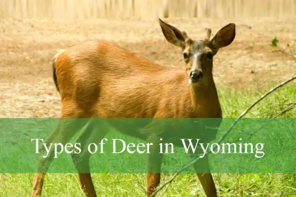 Types of Deer in Wyoming