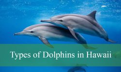 5 Common Types of Dolphins in Hawaii (Pictures and Identification)