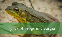 25 Types of Frogs in Georgia (With Pictures and Identification)