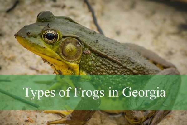 Types of Frogs in Georgia