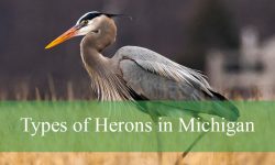 12 Types of Herons in Michigan (Pictures and Identification)