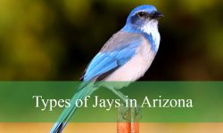 3 Types of Jays in Arizona (With Pictures and Identification)