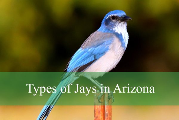 Types of Jays in Arizona