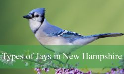 2 Types of Jays in New Hampshire (Pictures and Identification)
