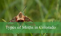 25 Types of Moths in Colorado (With Pictures and Identification)