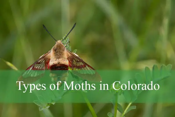 Types of Moths in Colorado