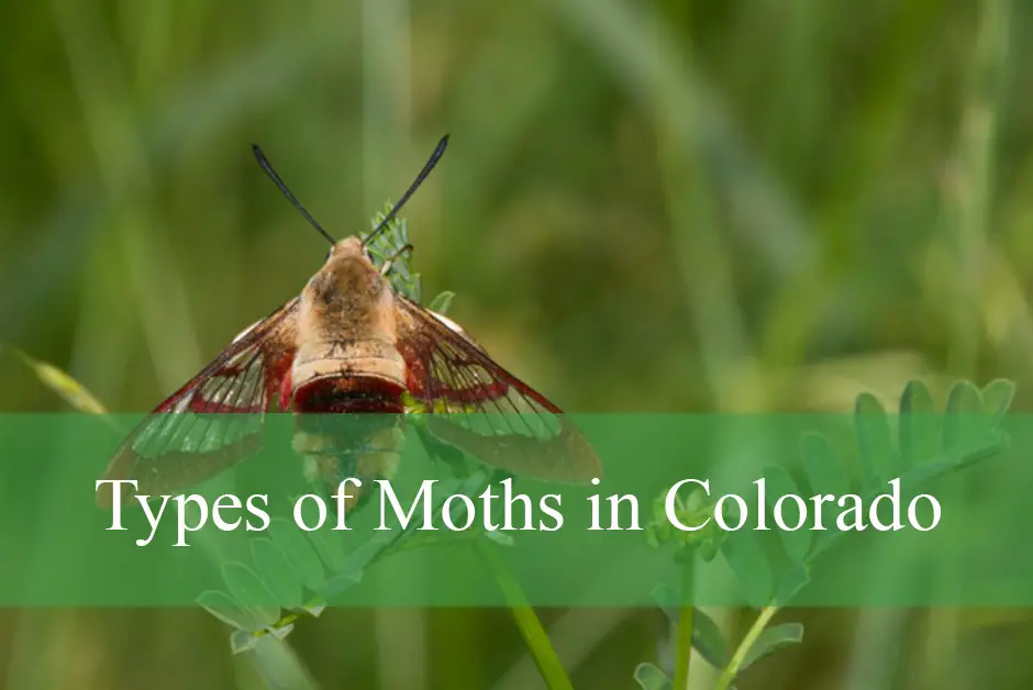 25 Types of Moths in Colorado (With Pictures and Identification)