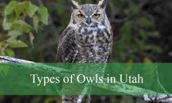 13 Types of Owls in Utah (With Pictures and Identification)