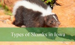 2 Types of Skunks in Iowa (With Pictures and Identification)