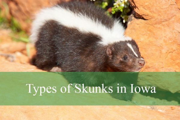 Types of Skunks in Iowa