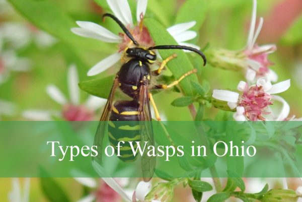 Types of Wasps in Ohio