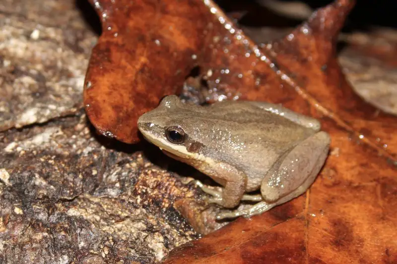 frogs in Georgia