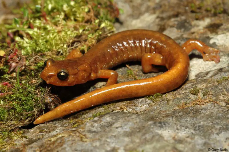 Salamanders in Washington