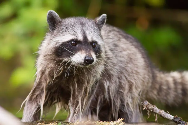 Raccoons in Washington State