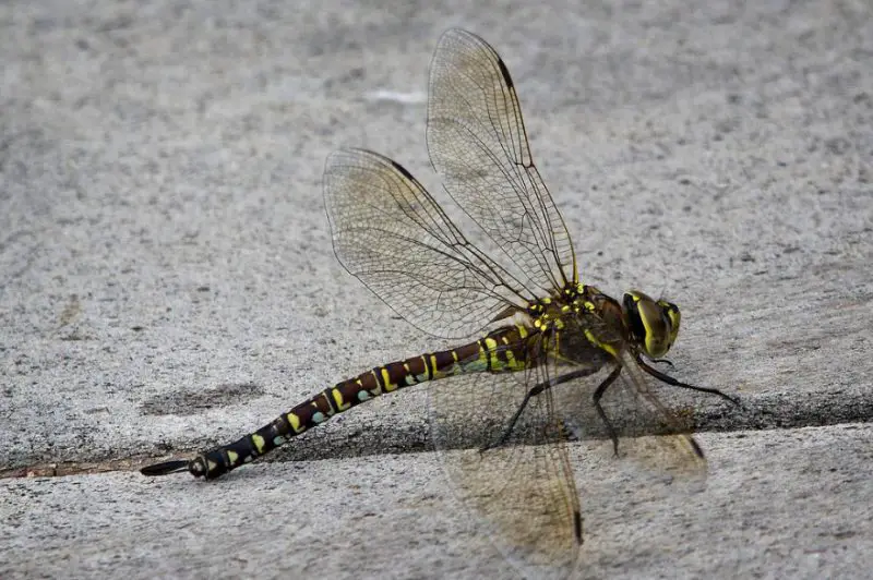 Dragonflies in Colorado