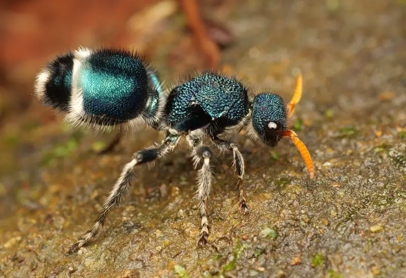 Dangerous Stinging Insects in Washington State