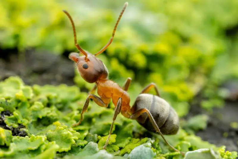 Biting Ants in Virginia
