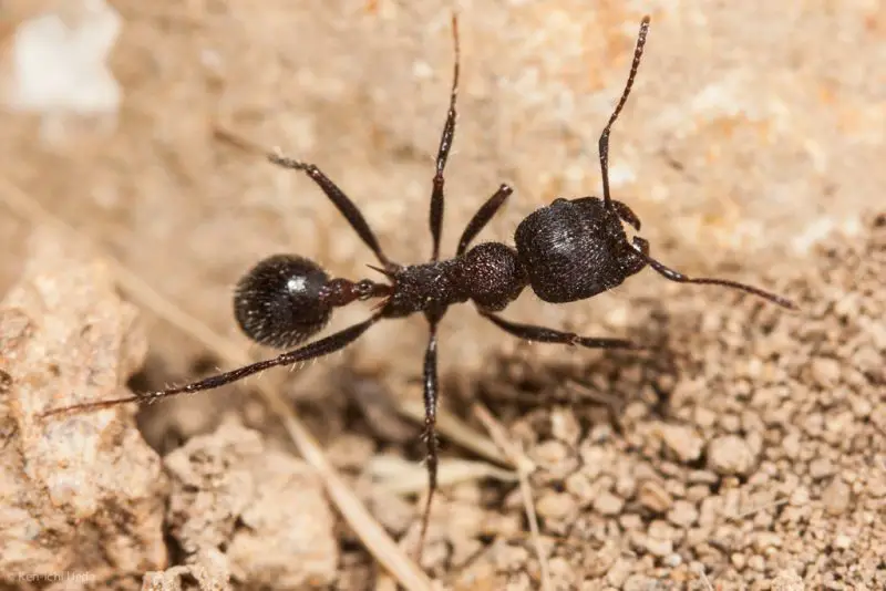 Types of Ants in California