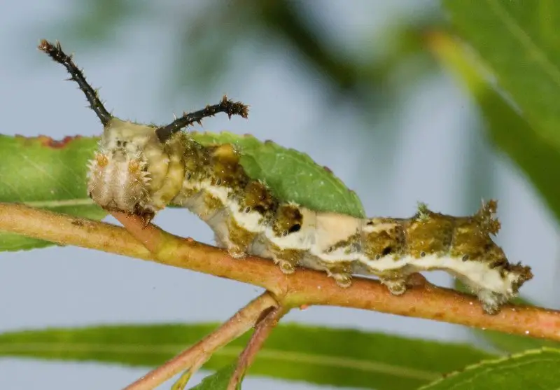 Caterpillars in Minnesota