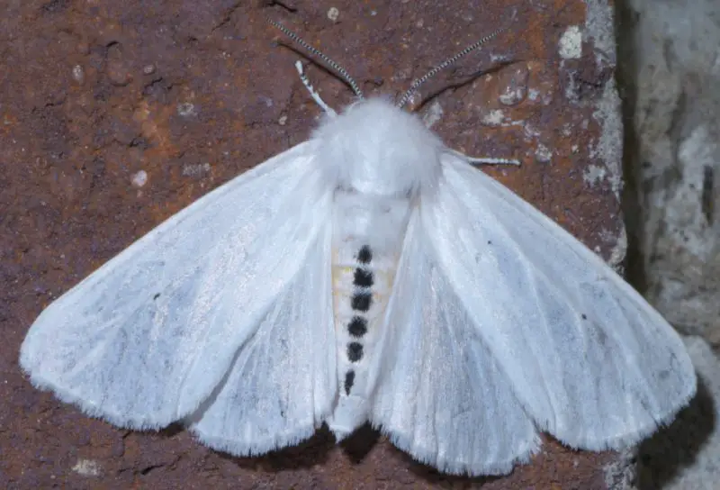 Moths in Colorado