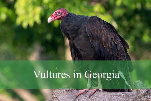 Vultures in Georgia