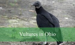 2 Types of Vultures in Ohio (With Pictures and Identification)