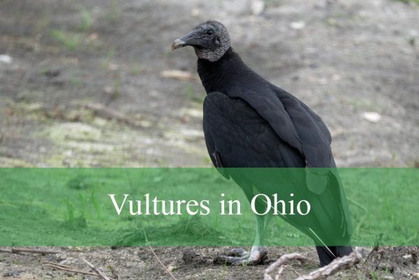 Vultures in Ohio