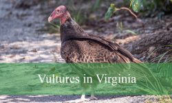 2 Types of Vultures in Virginia (With Pictures and Identification)