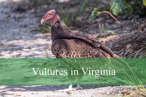 Vultures in Virginia