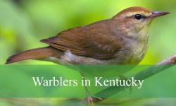 40 Types of Warblers in Kentucky (With Pictures and Identification)